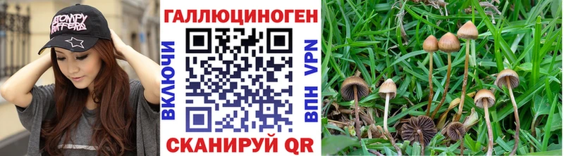 Псилоцибиновые грибы Psilocybe  omg tor  Сыктывкар 